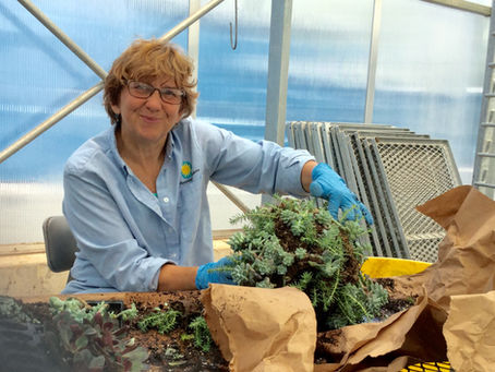 Janet Draper: A People PlantsPerson 