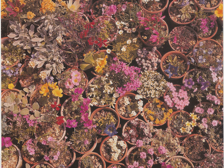 Valerie Finnis
