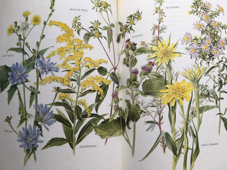 Anne Ophelia Dowden: Author and Illustrator