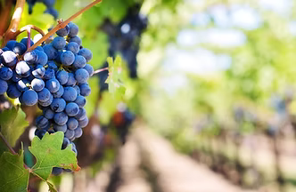Vineyard