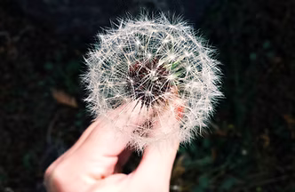 Dandelion